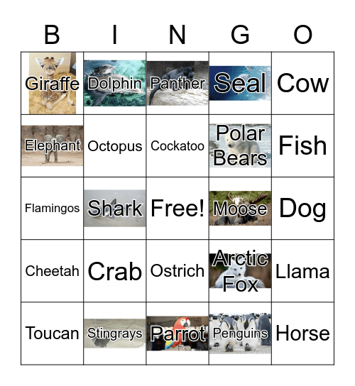 animals  #1 Bingo Card