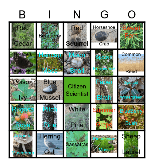 INaturalist Bingo Card