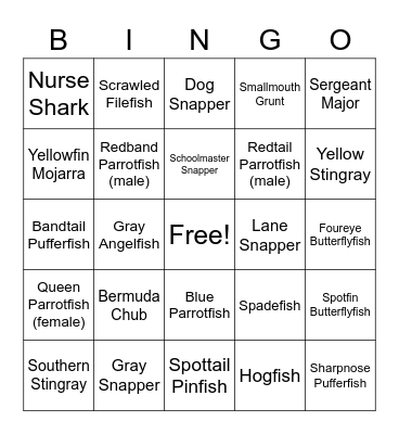 Coral City Camer Bingo Card