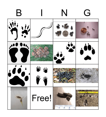 Animal Tracks and Scat Bingo Card