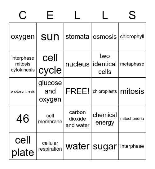 Photosynthesis/Cell Cycle Review Bingo Card