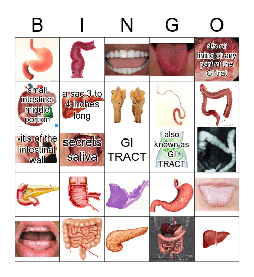 DIGESTIVE SYSTEM Bingo Card