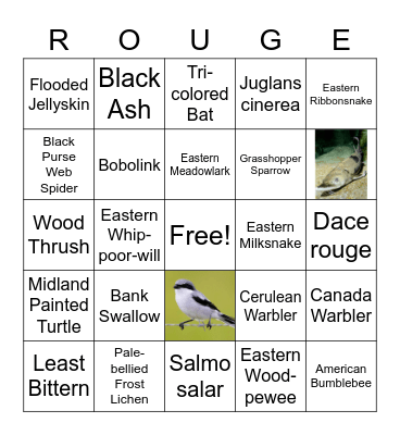 RNUP SAR BINGO Card