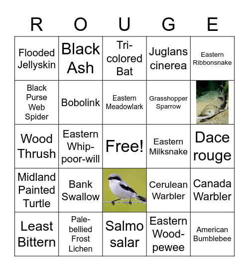 RNUP SAR BINGO Card