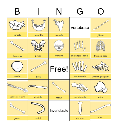 Scientific bone names Bingo Card