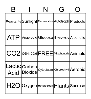 Cellular Respiration and Photosynthesis Bingo Card