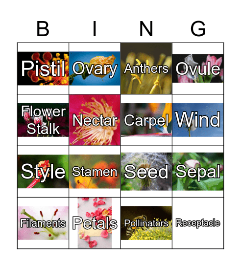 Flower Part Bingo Card