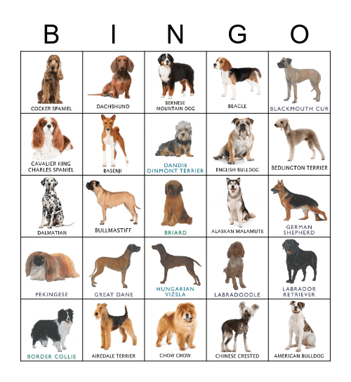 DOGS Bingo Card