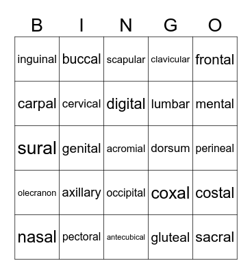 Body Regions Bingo Card