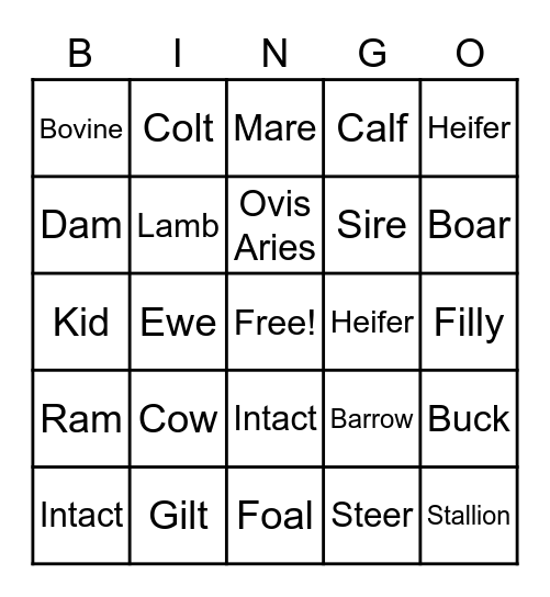 Basic Animal Management Vocabulary Bingo Card