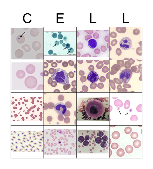 Vet Tech Hematology Bingo Card