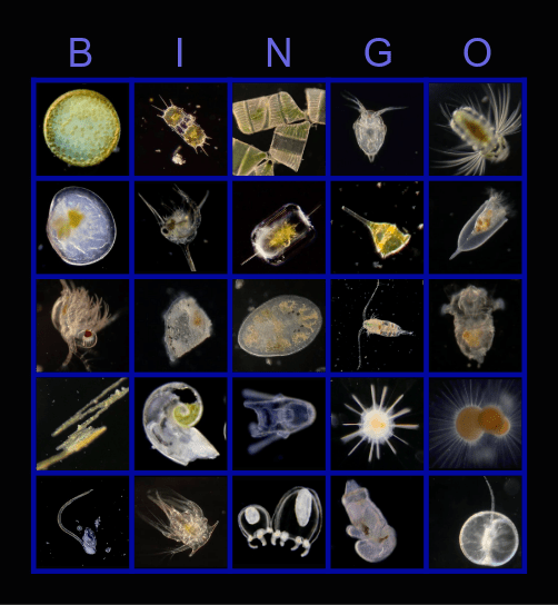 Pacific Plankton BINGO Card