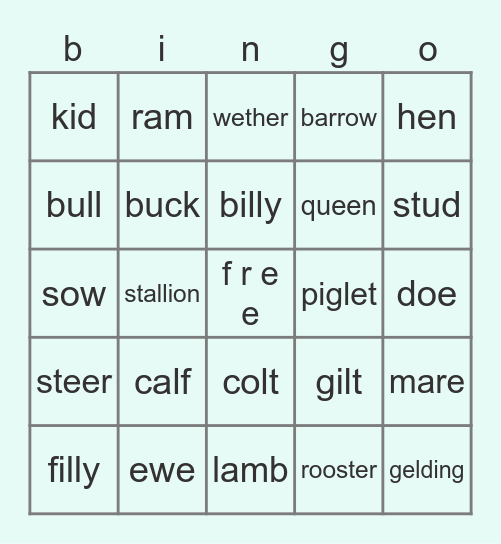 rachel schaefer: animal lingo Bingo Card