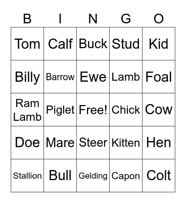 Shelby, Animal terms Bingo Card