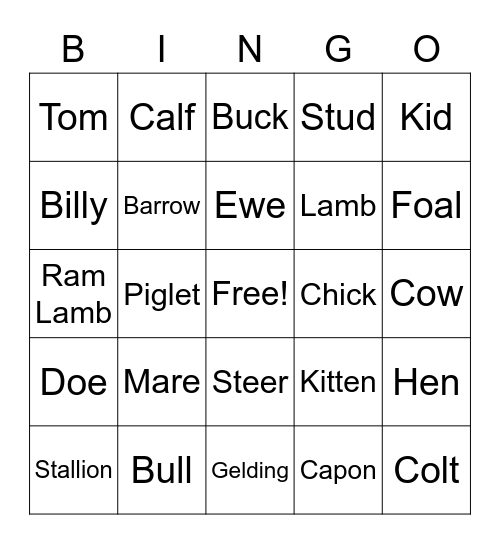 Shelby, Animal terms Bingo Card