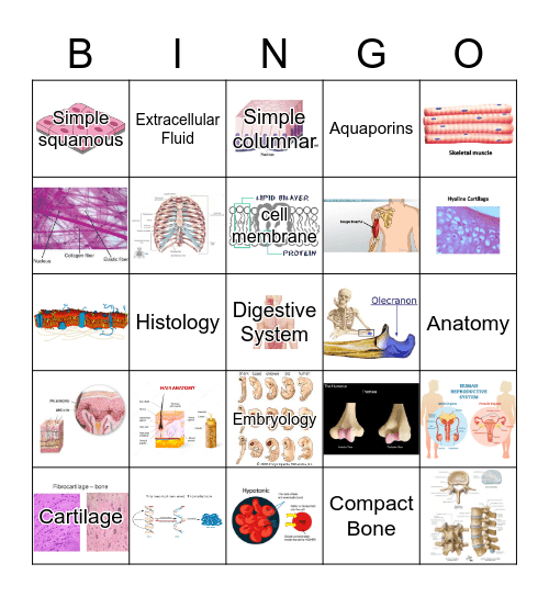 Anatomy & Physiology Bingo Card