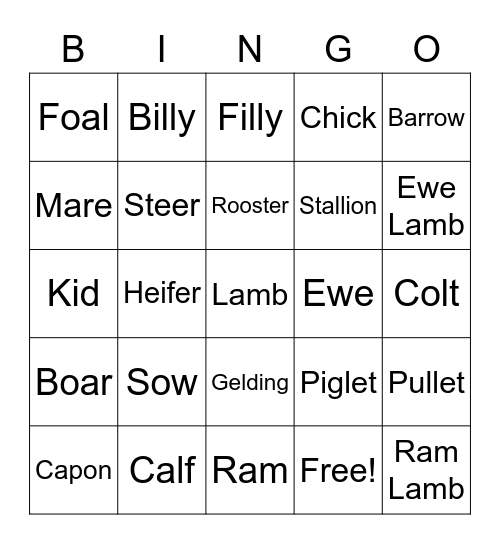 Animal Term Bingo Card