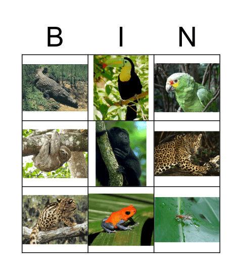 Animales de la Selva Tropical Bingo Card