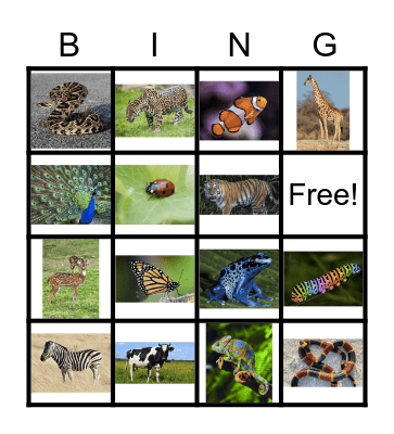 Animal Print Bingo! Bingo Card