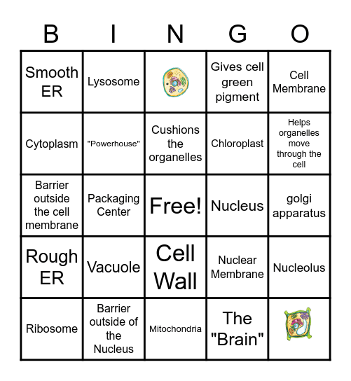 Cell Organelle BINGO!! Bingo Card