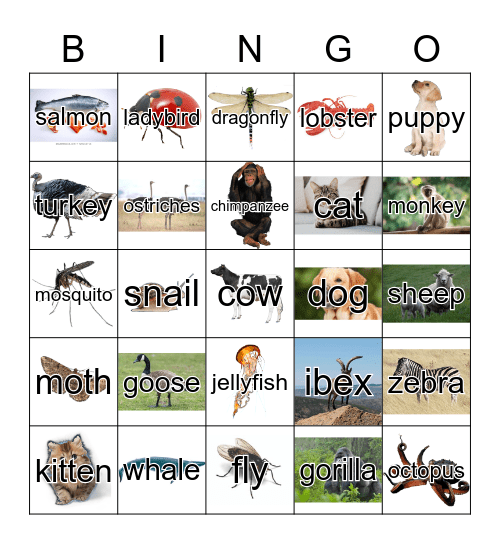 Animals Bingo Card