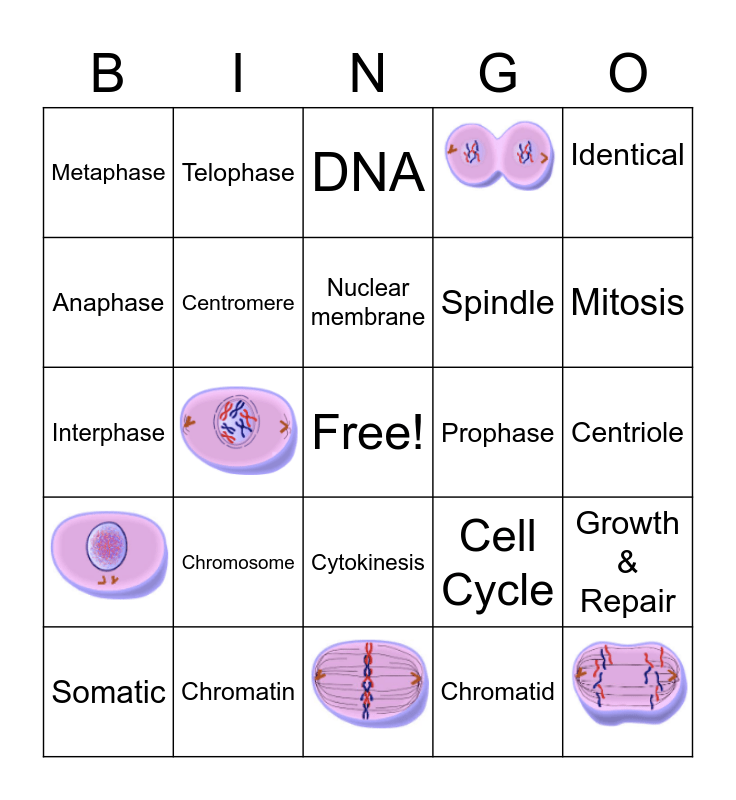 Mitosis Meiosis Bingo Card