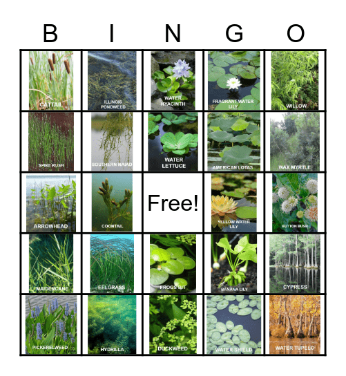 FRESHWATER PLANTS Bingo Card