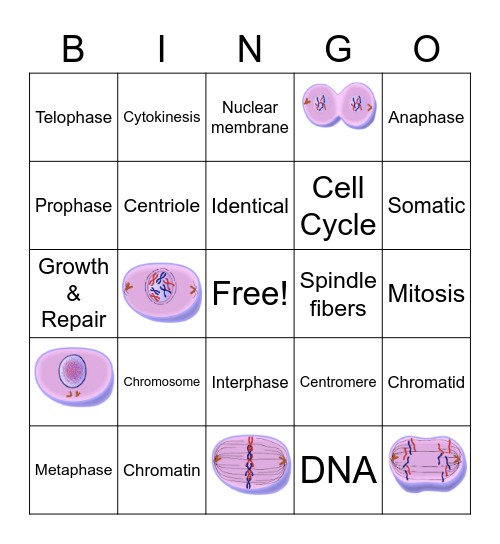 Mitosis Meiosis Bingo Card