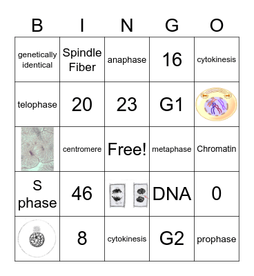 Mitosis Bingo Card