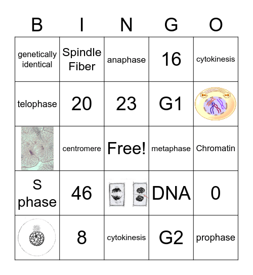 Mitosis Bingo Card