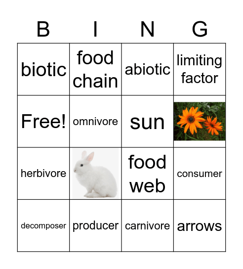 Ecosystems Bingo Card