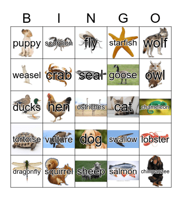 Animals Bingo Card