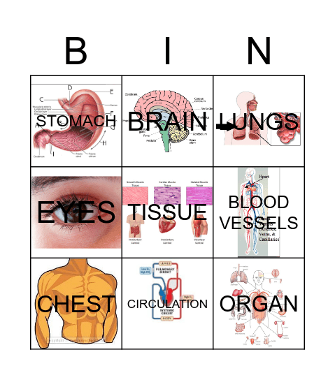 BODY ORGAN Bingo Card