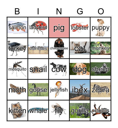 Animals Bingo Card