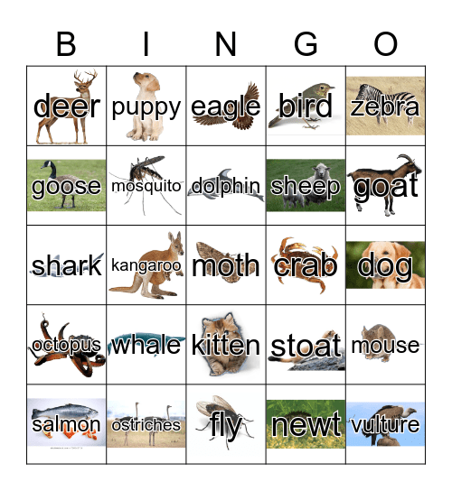 Animals Bingo Card