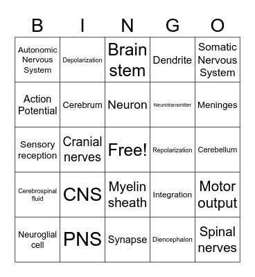 Nervous System Review Bingo Card