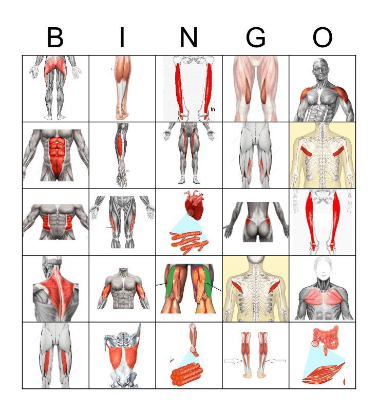 Muscles Bingo Card