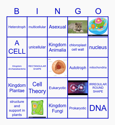 Six Weeks Review Bingo Card