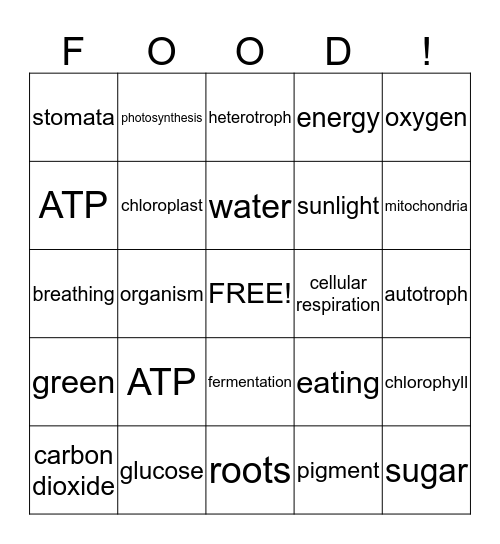 Photosynthesis and Cellular Respiration Bingo Card
