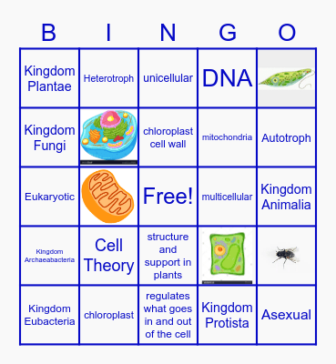 Six Weeks Review Bingo Card