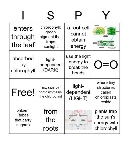 I SPY - PHOTOSYNTHESIS - get 4 in a row! Bingo Card