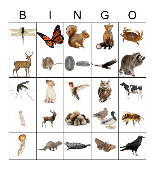 Animals Bingo Card