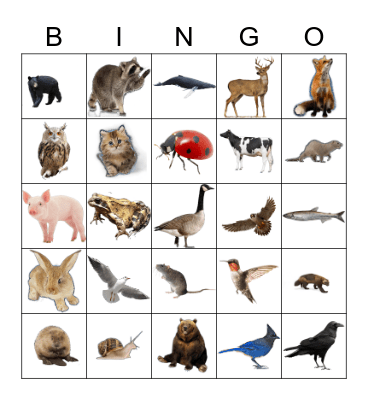 Animals Bingo Card