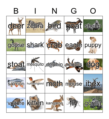 Animals Bingo Card