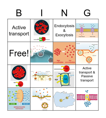 Cell Transportation Bingo Card