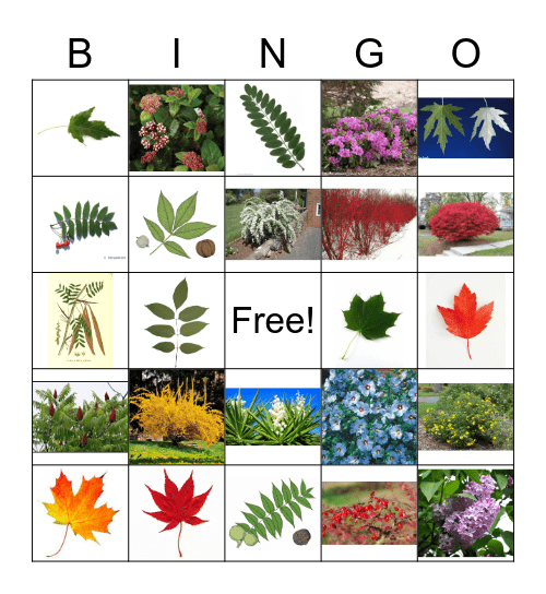 Trees & Shrubs Bingo Card