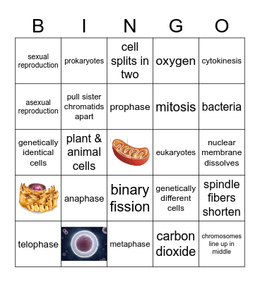 Mitosis, Binary Fission, and Other Bingo Card