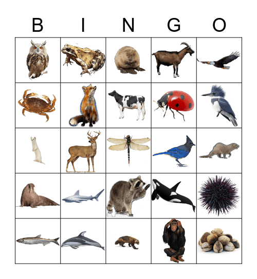 Animals Bingo Card