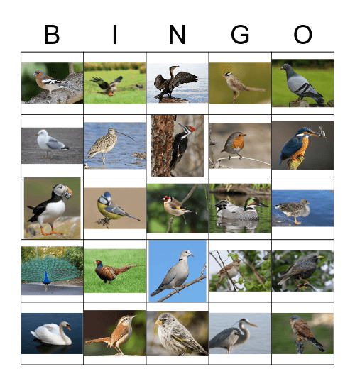 British Birds Bingo Card