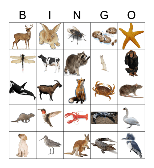 Animals Bingo Card